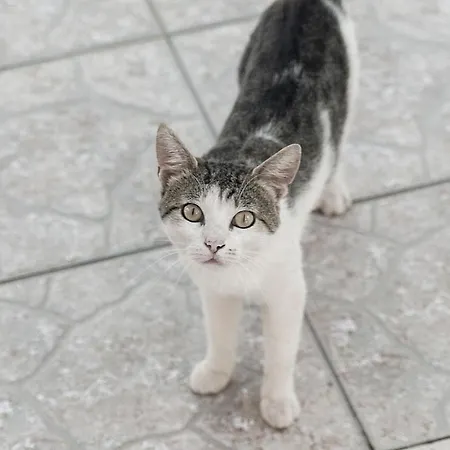 House Vinka Selca (Brac)